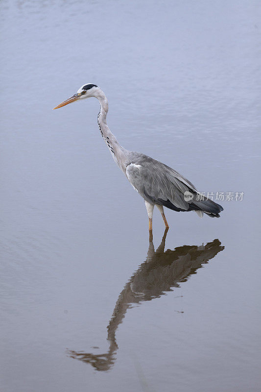 灰鹭，Ardea cinerea, Kruger N.P.